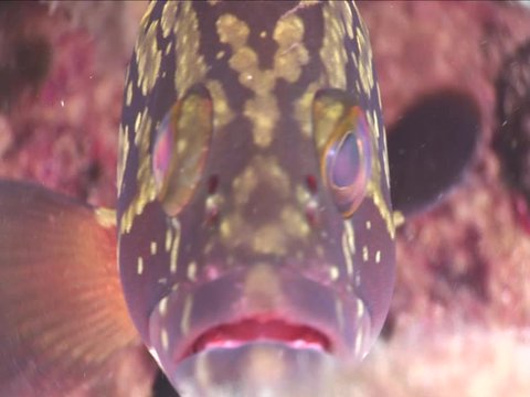grouper fish close up portrait underwater ocean scenery mediterranean sealife