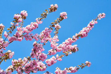 Rosa Baumblüten der japanischen Zierkirsche (Kurilenkirsche) im Frühling bei strahlendem...