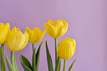 Fresh yellow tulips on a light purple background. Spring flowers. Minimal floral concept. Floral background. Add your text.