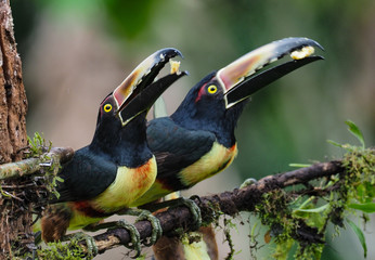 Halsbandarassari im Regenwald © Hawi
