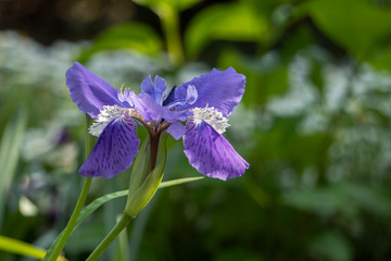 アヤメをクローズアップ／Iris sanguinea