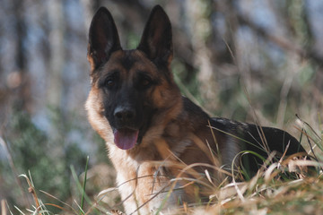portrait of a German shepherd, a beautiful thoroughbred red and black dog