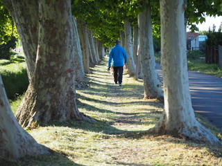 persona dando un paseo entre arboles a la orilla del canal de regadio de juneda, lerida, cataluña, españa, europa