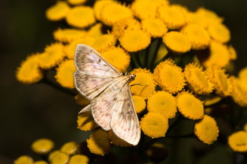 Night butterfly on a grass. Shallow depth of field. Selective focus