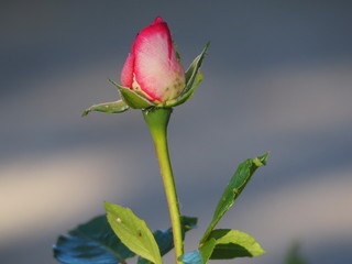capullo de rosa con petalos color rosa palo, sepalos verdes  y tallo espinoso, mollerussa, lerida, espa&ntilde;a, europa