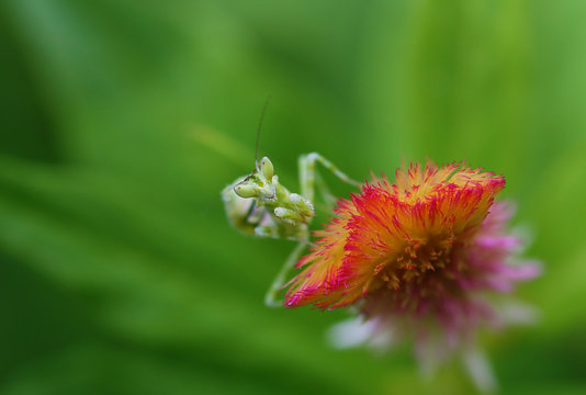 Flower Mantis- Ambush Predator Or Sit-and-wait Predator