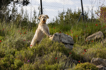 A Mixed Breed Dog in a Meadow with Wild Flowers