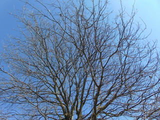 Fototapeta premium tree branches against blue sky