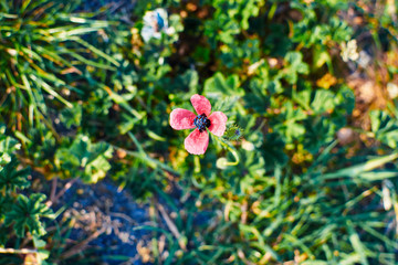 Fototapeta premium colorful flowers in the garden