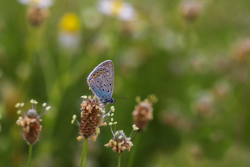 Multi-eyed blue butterfly / Polyommatus icarus
