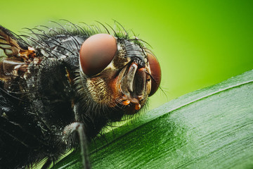 Macro Photography of Head of House Fly on Green Leaf