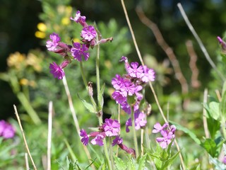 Silene dioica, red campion or red catchfly, a wildflower perennial