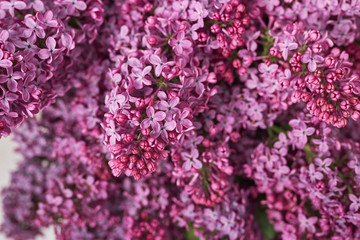 Happy birthday greeting card. Hello spring and summer. Greeting card for Women's Day and Mother's Day. Spring season, copy space.Detail photography of purple lilac, macro, spring blooming plant