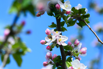 Abeille autour du pommier
