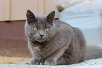 A grey cat with yellow eyes sitting