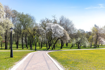 pathway through a beautiful public park. spring landscape with blooming cherry trees
