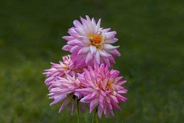 lilac dahlia flower; Coreopsidea to