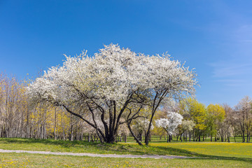 blooming white cherry tree against clear blue sky. city park at early spring