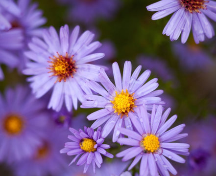 Blue aster flowers.