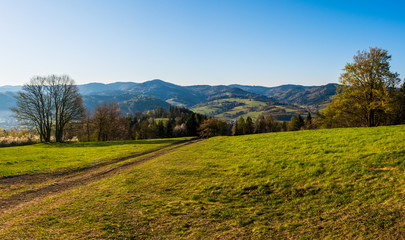 Fototapeta na wymiar field in the mountains with flowering trees and forests around on a sunny spring day, czech