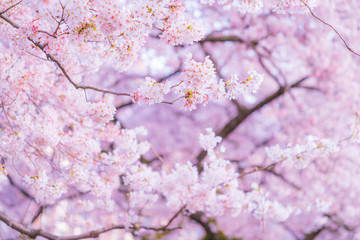 beautiful cherry blossom in spring season.