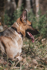 portrait of a German shepherd, a beautiful thoroughbred red and black dog