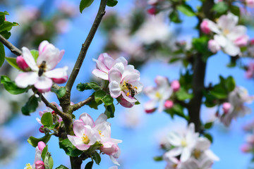 Abeille autour du pommier