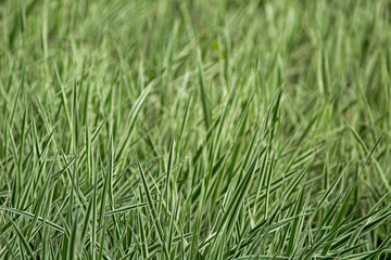 white-green grass in the flowerbed