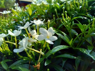 Close up green Gardenia jasminoides (gardenia, cape jasmine, cape jessamine, danh danh, jasmin) with natural background. This plant is used within traditional Chinese medicine to drain fire.