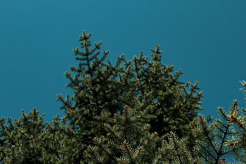 green spruce branches against the sky
