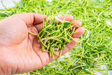 Holding fresh wild honeysuckle buds