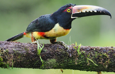 Halsbandarassari (Collared Aracari)