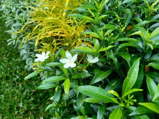 Fototapeta premium Close up green Gardenia jasminoides (gardenia, cape jasmine, cape jessamine, danh danh, jasmin) with natural background. This plant is used within traditional Chinese medicine to drain fire.