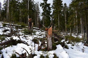 Harz Gebirge am Oderteich