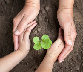 Kid's and grown-up's hands holding a young plant.
