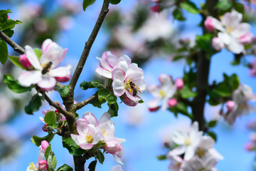 Abeille autour du pommier