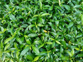 Close up green Gardenia jasminoides (gardenia, cape jasmine, cape jessamine, danh danh, jasmin) with natural background. This plant is used within traditional Chinese medicine to drain fire.