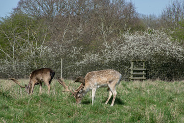 Two deer eating in park