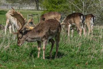 Naklejka na ściany i meble Herd of deer in park