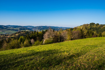 Fototapeta premium beautiful forest with green grass at sunrise, Czech Republic