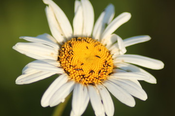 chamomile flower