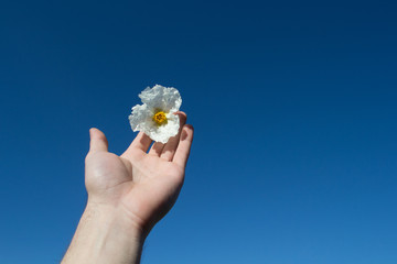 a hand holding a yellow flower bud with a blue sky in the background