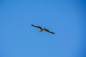 A Seagul flying over the sea at a blue sky