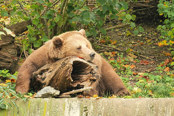 Sleepy brown bear, Bern, Switzerland