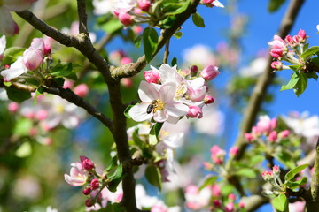 Abeille autour du pommier