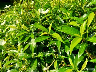 Close up green Gardenia jasminoides (gardenia, cape jasmine, cape jessamine, danh danh, jasmin) with natural background. This plant is used within traditional Chinese medicine to drain fire.