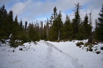 Harz Gebirge am Oderteich
