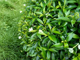 Fototapeta premium Close up green Gardenia jasminoides (gardenia, cape jasmine, cape jessamine, danh danh, jasmin) with natural background. This plant is used within traditional Chinese medicine to drain fire.