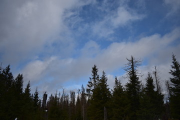 Harz Gebirge am Oderteich