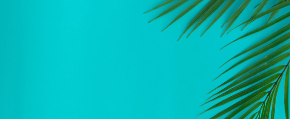 Fototapeta na wymiar close up top view on coconut tropical leaves on teal and cyan ole background with copy space for ads banner design in summer season concept